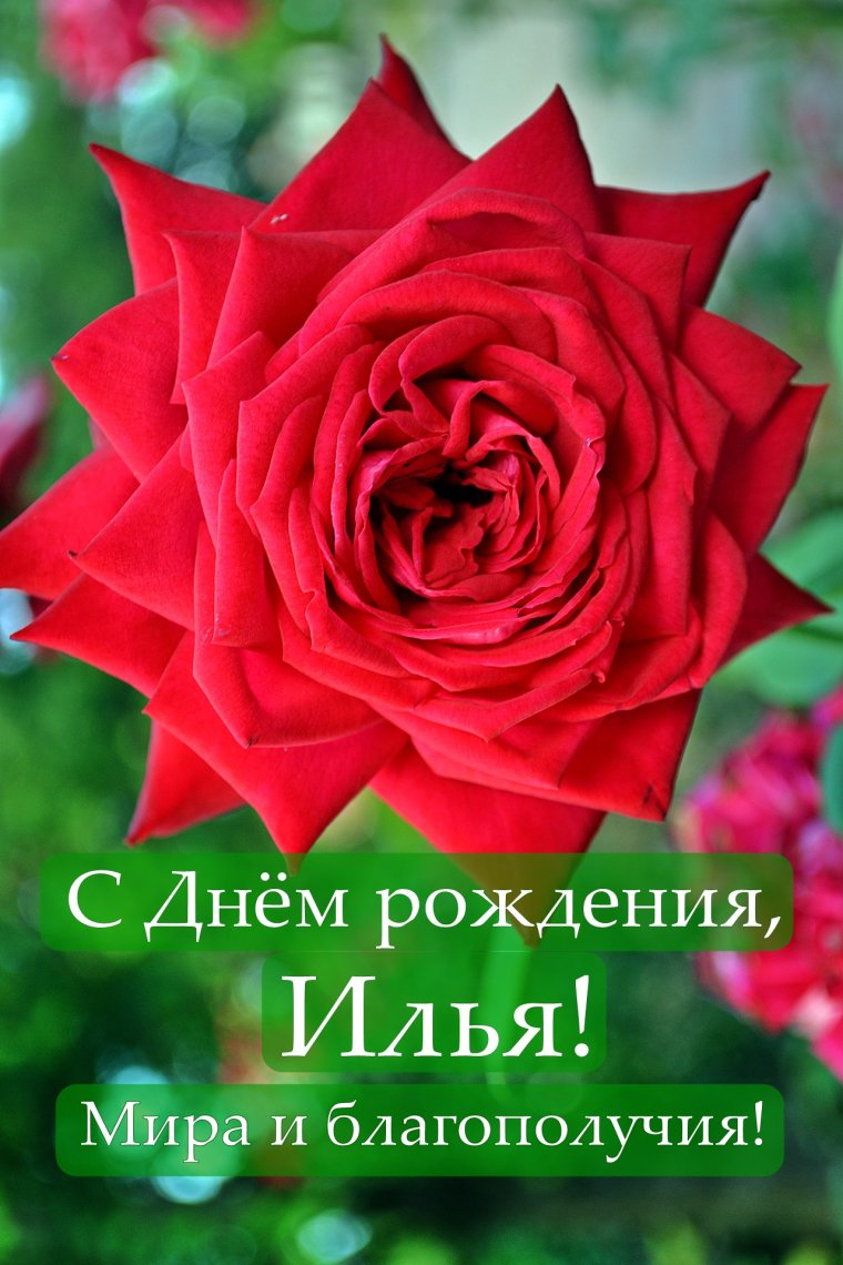 С днём рождения Илья открытки