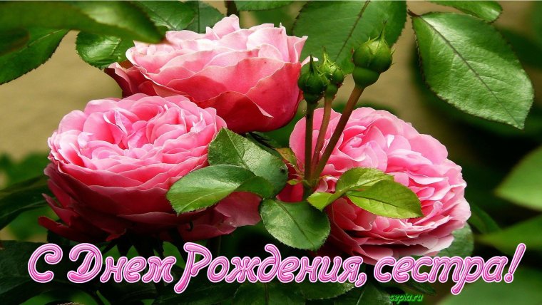 С днём рождения сестра