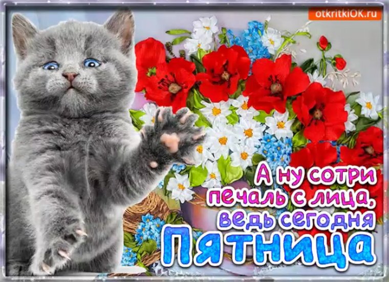 Красивая пятница с котом