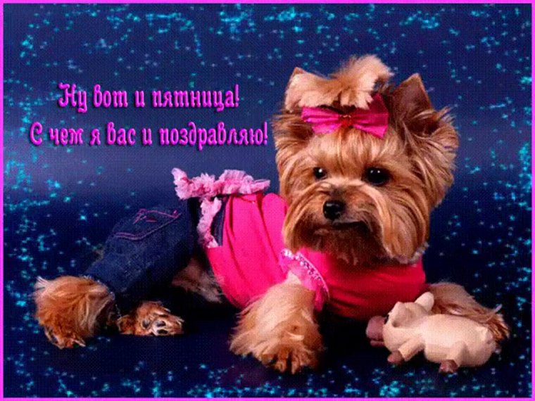 Добрый вечер собачки