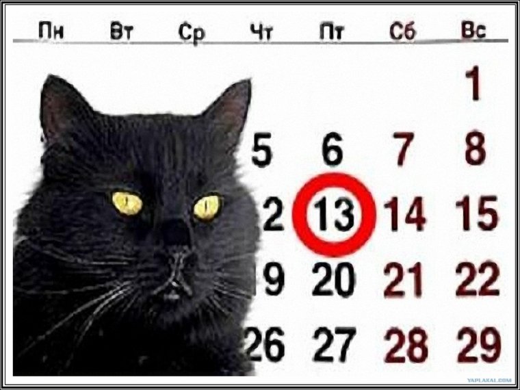 Кошка на черном фоне картинки