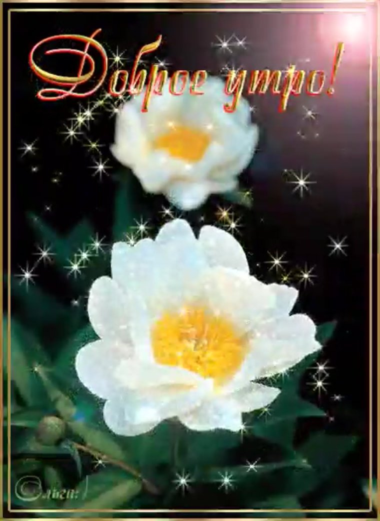 Открытки с добрым утром с цветами мерцающие