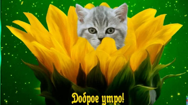 Открытки с добрым утром с кошечками