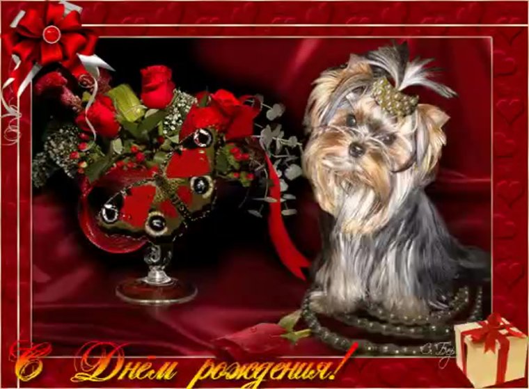 С днём рождения Йоркширский терьер