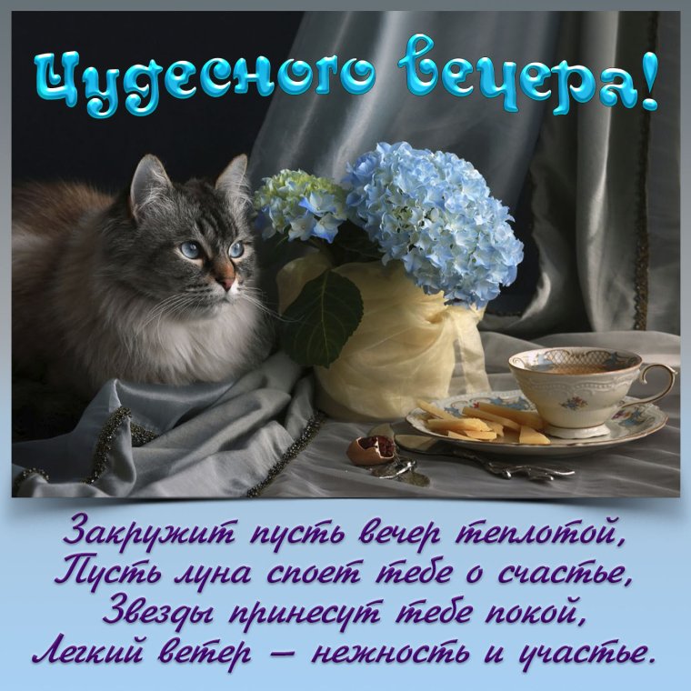 Доброго вечера и прекрасного настроения с котиками