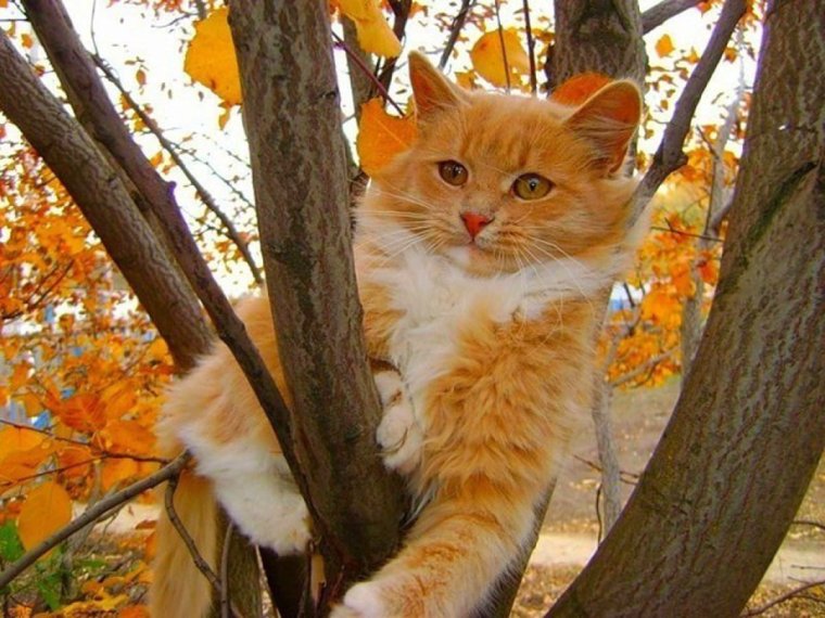 Рыжие коты осенью