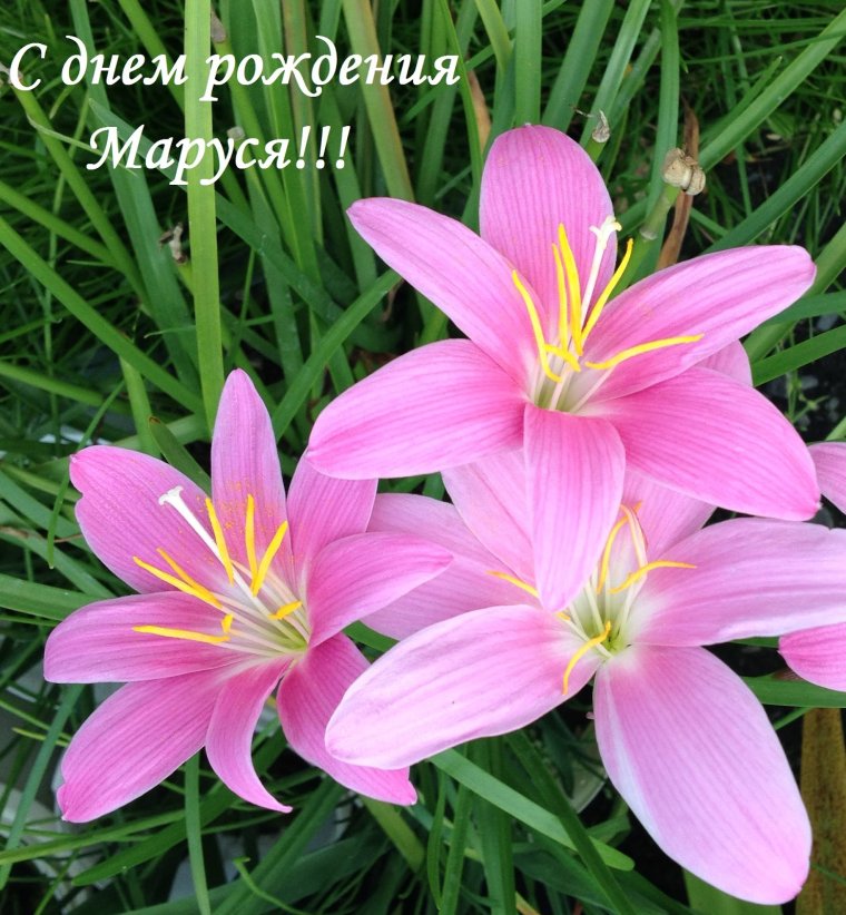 Любовь Петровна с днем рождения