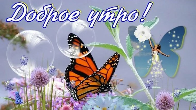 Доброе утро бабочки