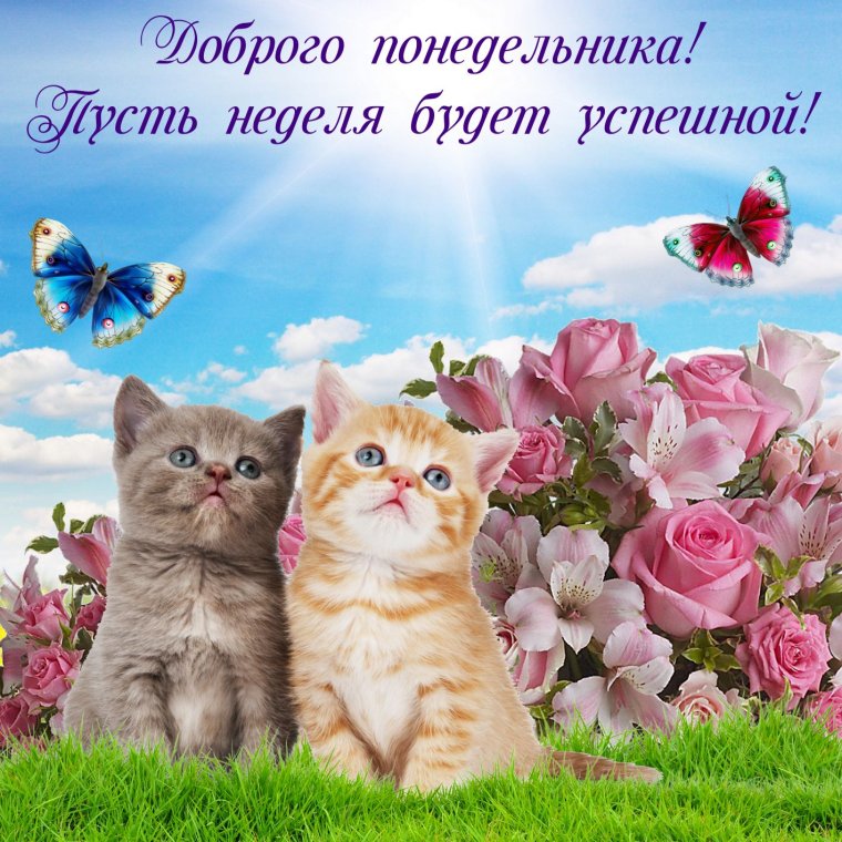 Пожелания доброго дня