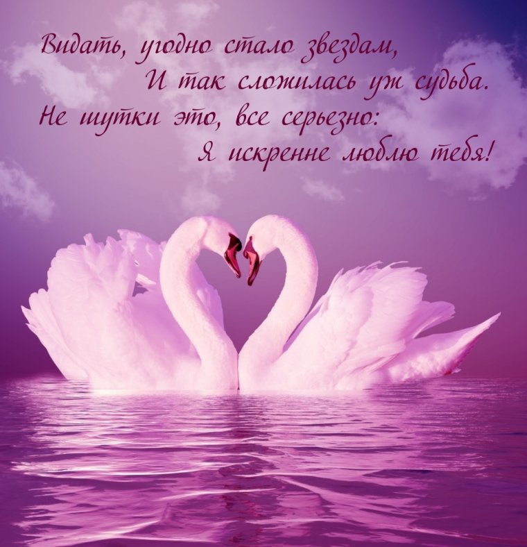 Люблю тебя лебеди