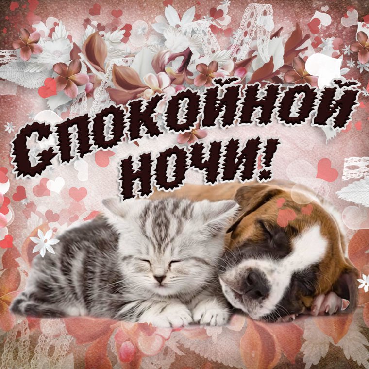 Открытки спокойной ночи прикольные