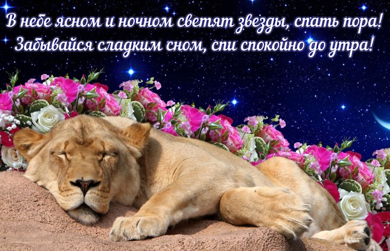 Спокойной ночи сладких снов прикольные пожелания