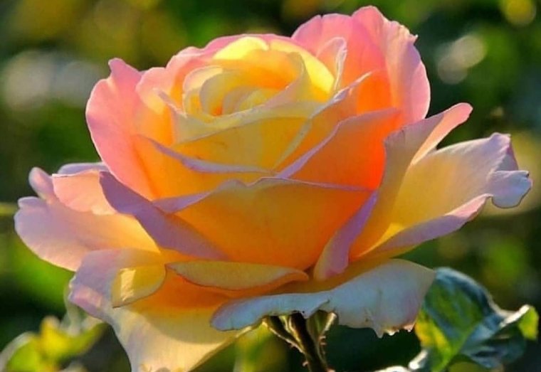 Белый лебедь