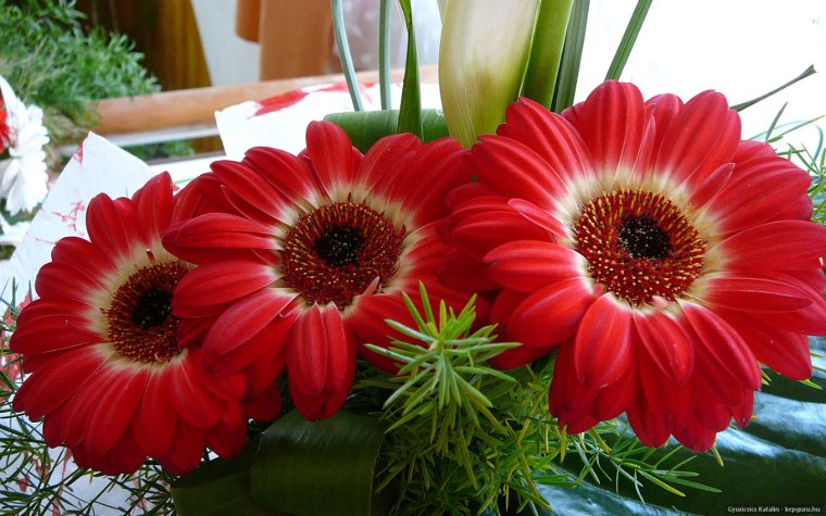 Цветы над водой