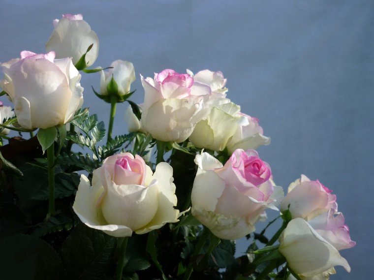 Что такое счастье... (Роз.)