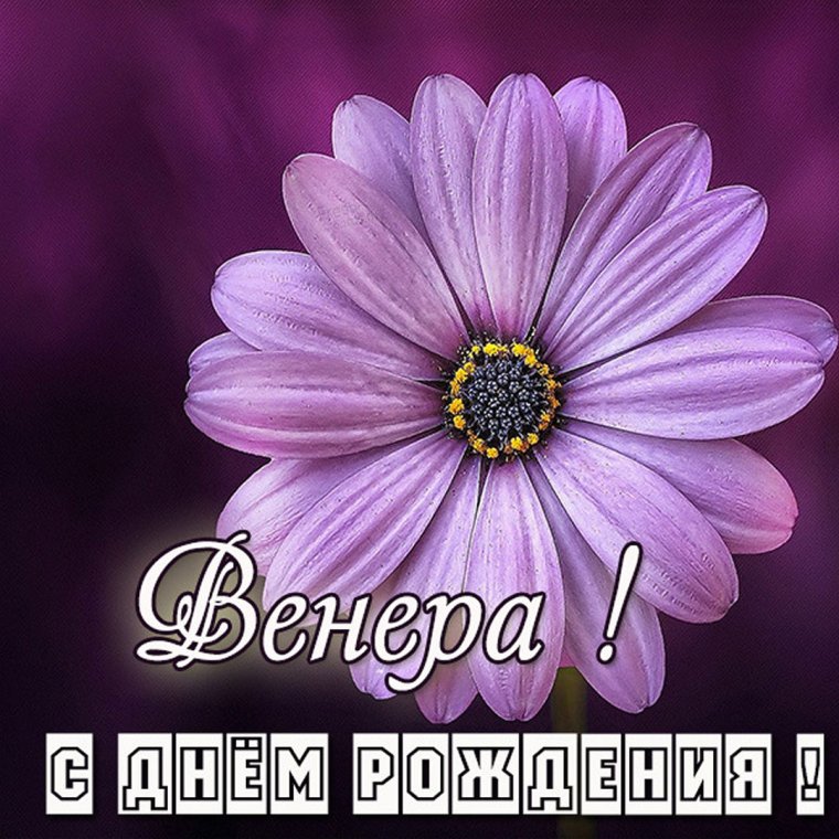 Цветы белые розы