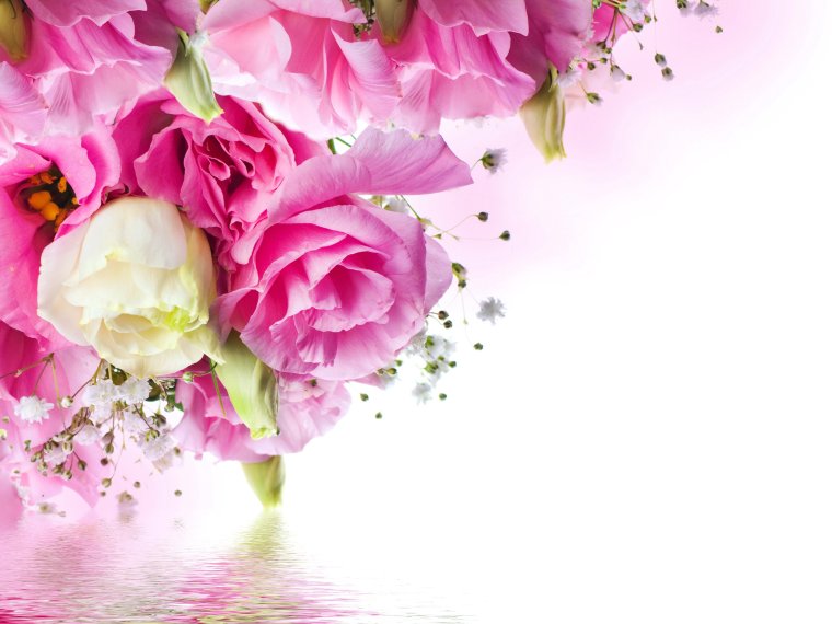 Красивые цветы на белом фоне