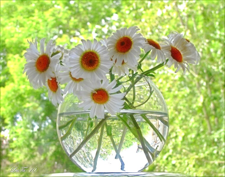 Летнего ромашкового настроения