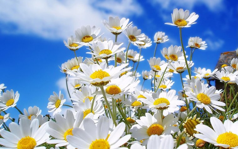 Ромашки и солнце