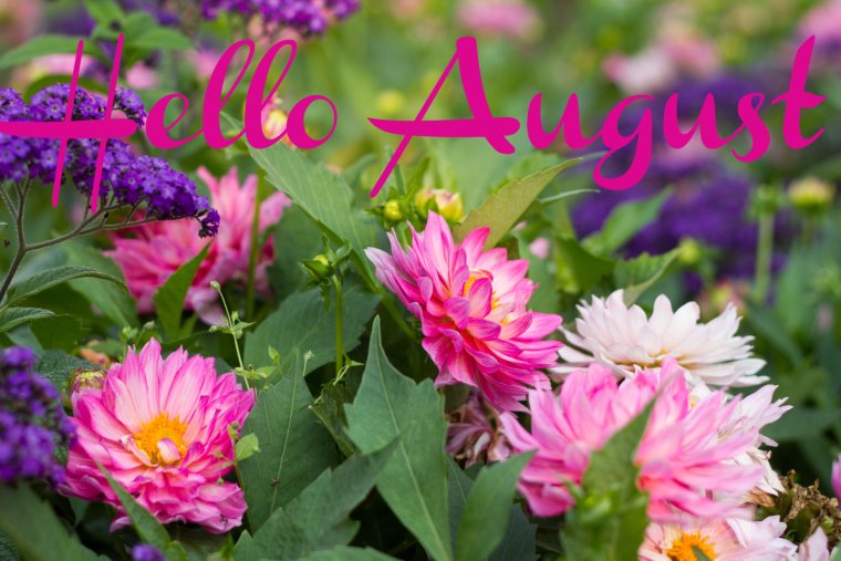 Здравствуй август величавый