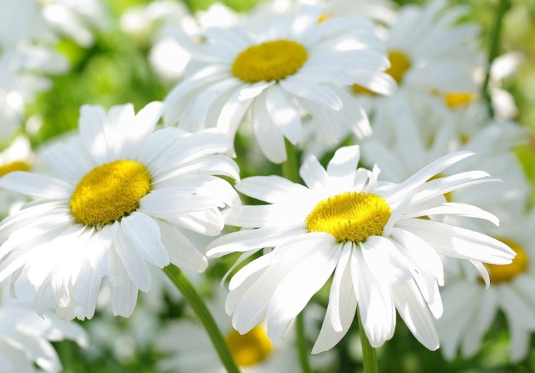 Летние поздравления