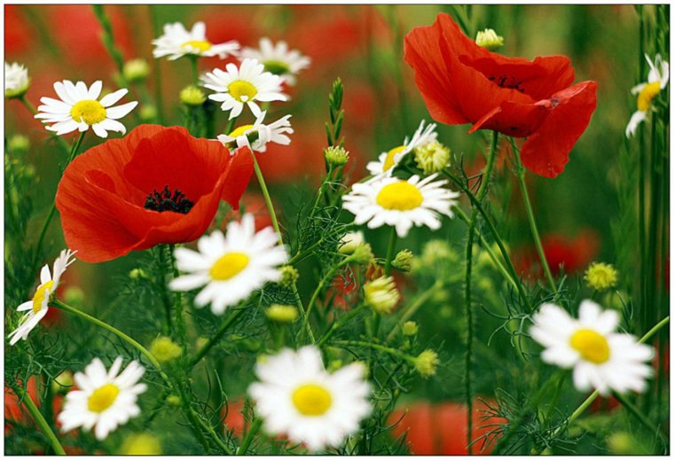 Маки и ромашки фото