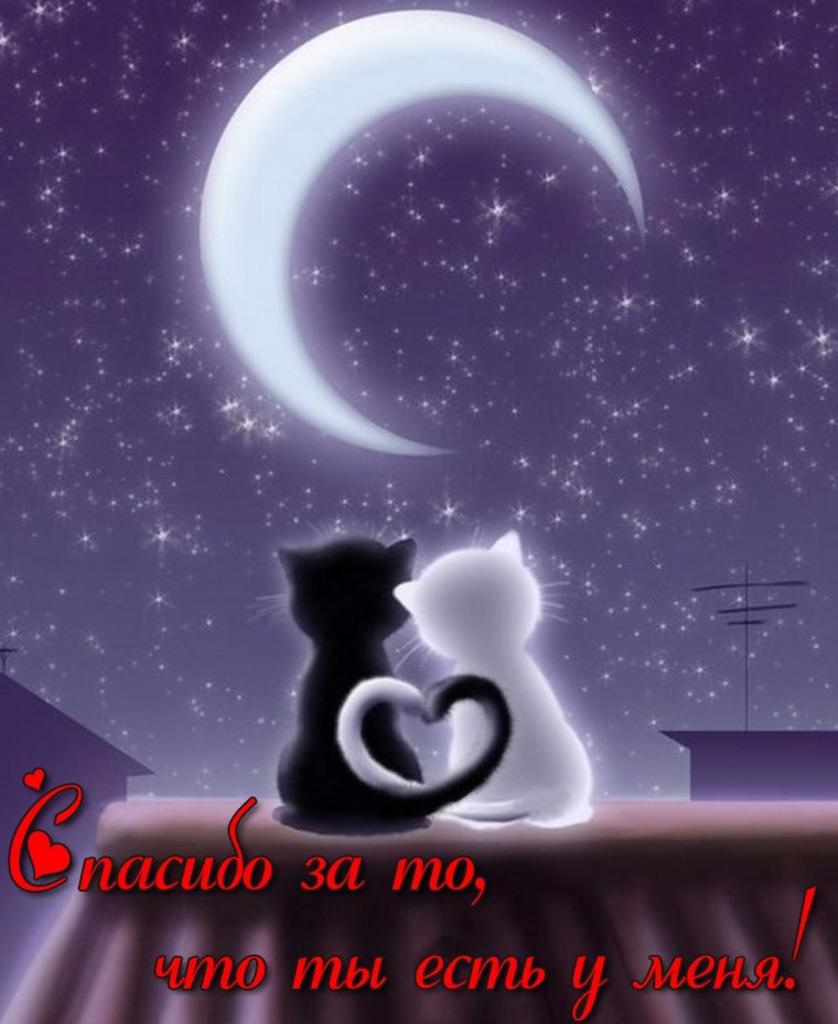 Кошка под луной