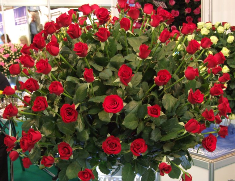 Имикими с днем рождения