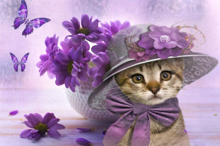 Кошечка в шляпе