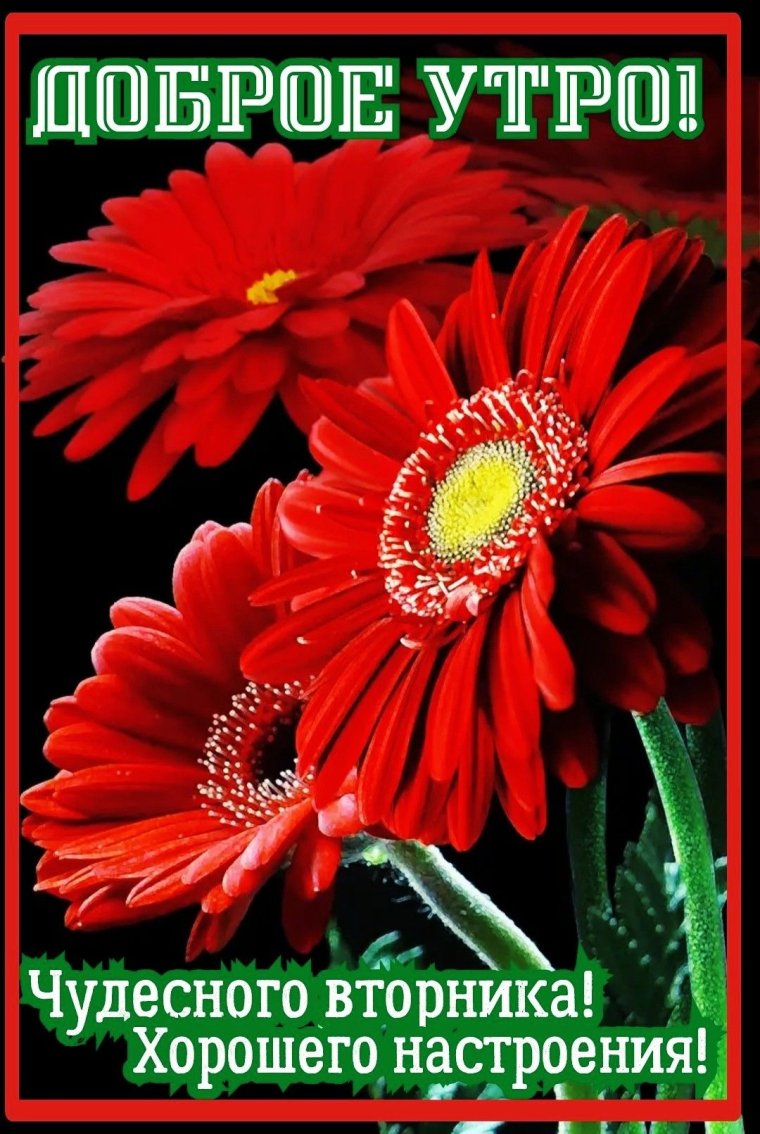 Герберы с добрым утром
