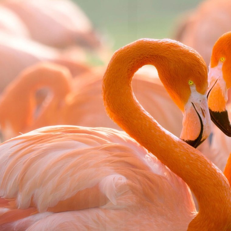 С добрым утром любимая красивые