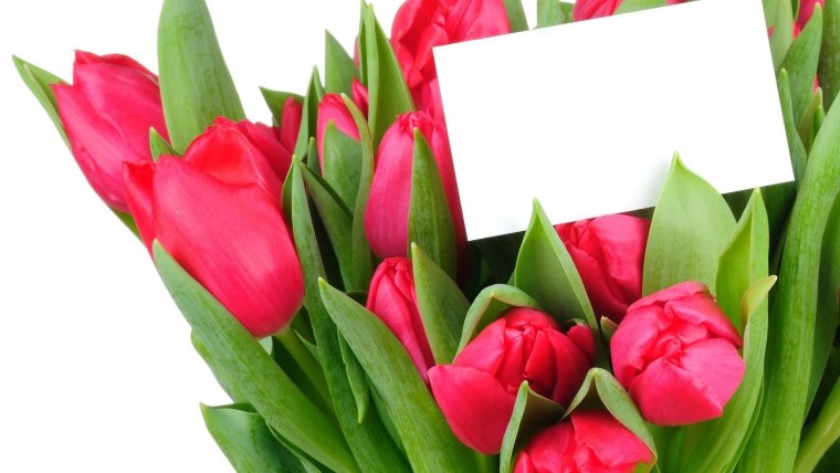 Тюльпаны на белом фоне