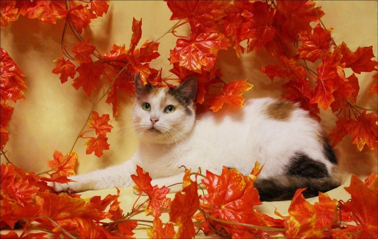 Красивые осенние пожелания