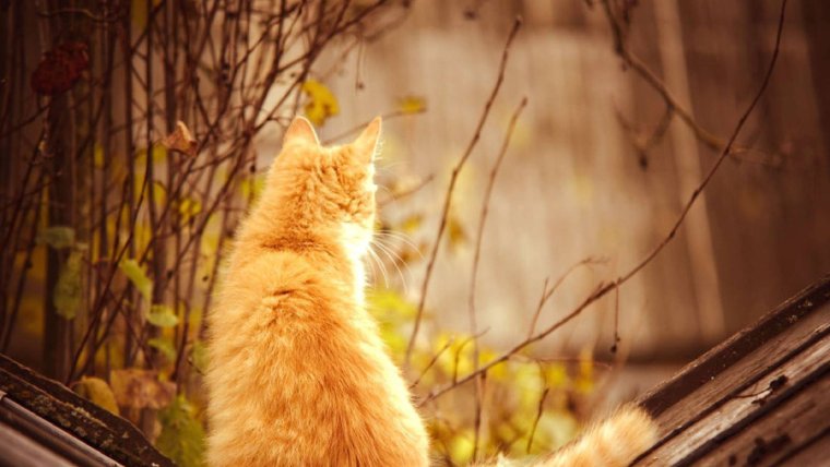 Доброе сентябрьское утро