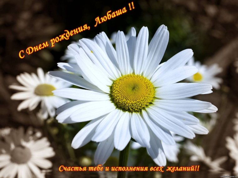 Поздравления с днём рождения для Любы