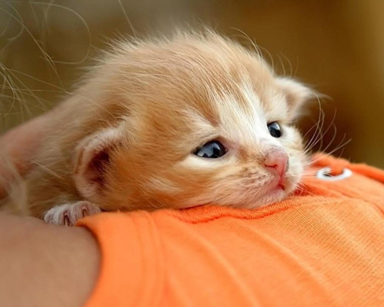 Нежные животные