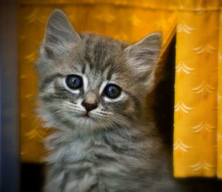 Приветик с котятами