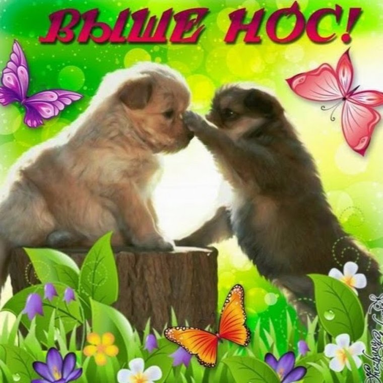 Выше нос