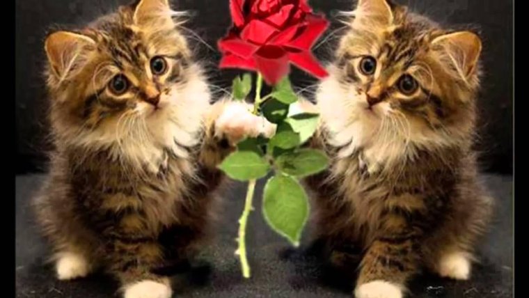 Собака с цветком в зубах