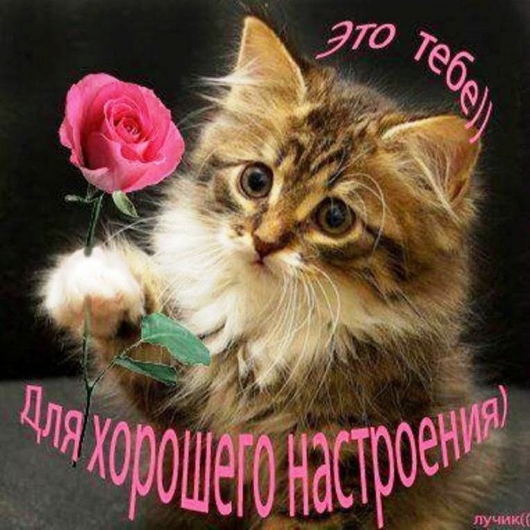 Грусти мой друг