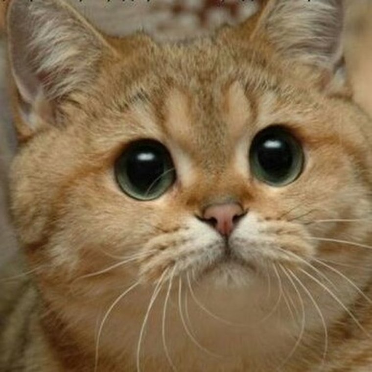 Тэди Ричардсон