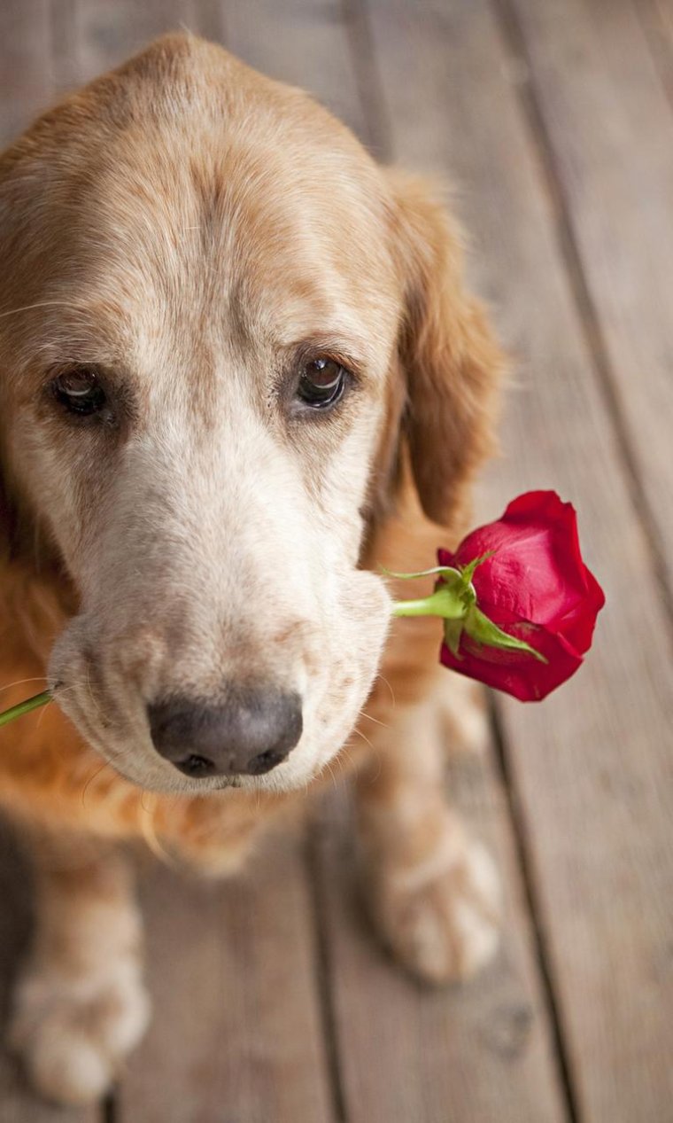 Желтая роза с каплями