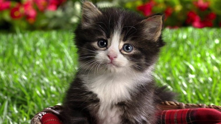 Улыбающиеся мультяшки