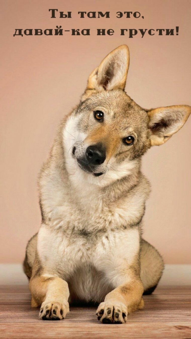 Кот с надписью не грусти