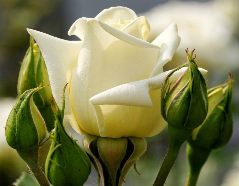 Открытки с пожеланиями