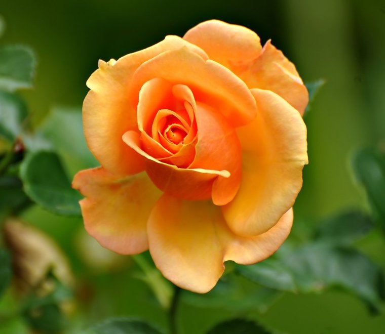 Луиза Гельтс шиповник