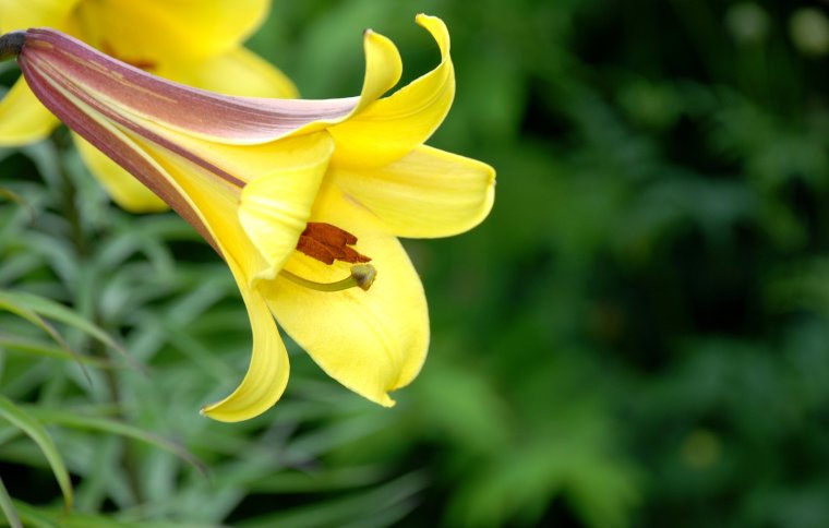 Открытки желтые лилии с днём рождения женщине