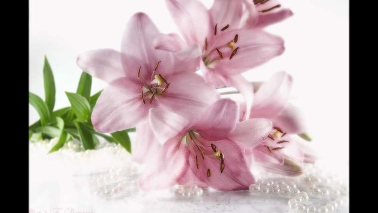 Открытка. Лилия