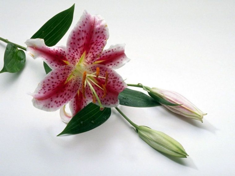 Лилия тамплиеров