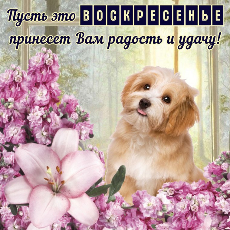 Пожелания на воскресенье